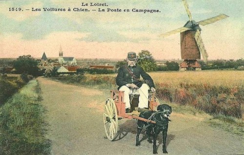 poste_chien.jpg