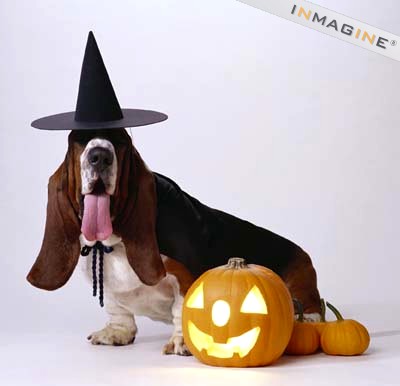 El perrito brujo