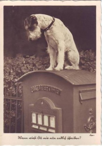 CPA Terrier auf Briefkasten Wann wirst du mir nun endlich schreiben Ok.jpg