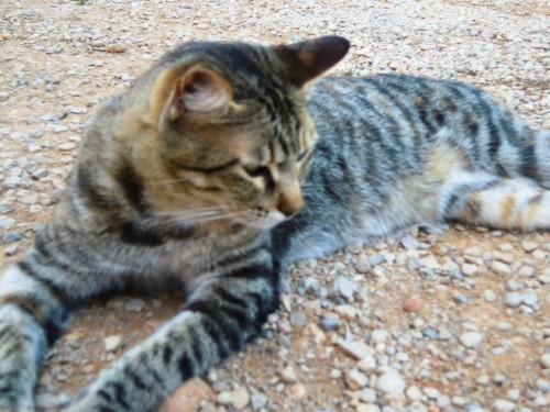 GatoBudista.jpg
