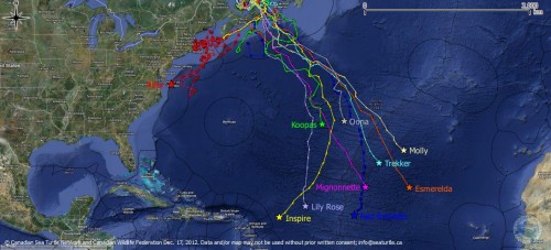 Situación de las tortugas laúd a mediados de diciembre de 2012