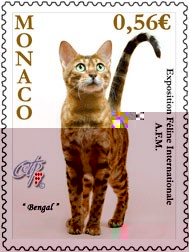 Bengalí. Cat International Show 2010