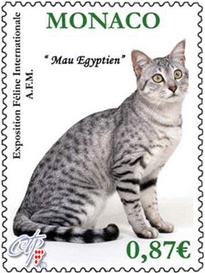 Mau egipcio. Cat International Show 2011