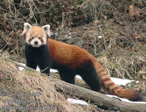 fulgens.jpg