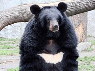 oso azul.jpg