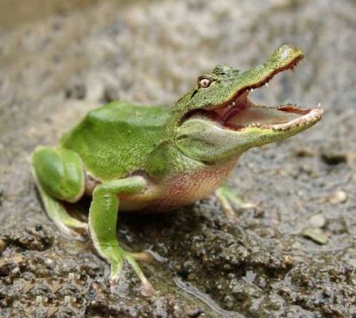 ANFIBIO O BICHO Nº 1 ¿CUAL ES SU NOMBRE?