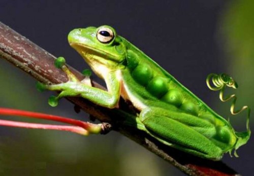 ANFIBIO O BICHO Nº2 ¿CUAL ES SU NOMBRE?
