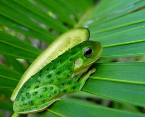 ANFIBIO O BICHO Nº 3 ¿CUAL ES SU NOMBRE?