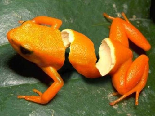 ANFIBIO O BICHO Nº 4 ¿CUAL ES SU NOMBRE?