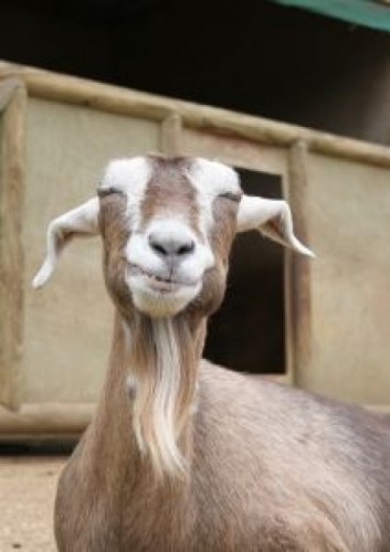 sonriendo-cabra_2620159.jpg