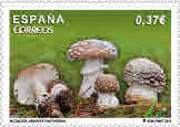 2013-10-08. Micologia 2013. Amanita pantherina. Imagen. Correos. Baja.jpg