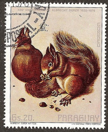 Paraguay Ardilla.jpg