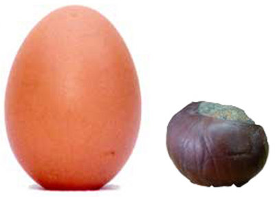 huevo+castaña