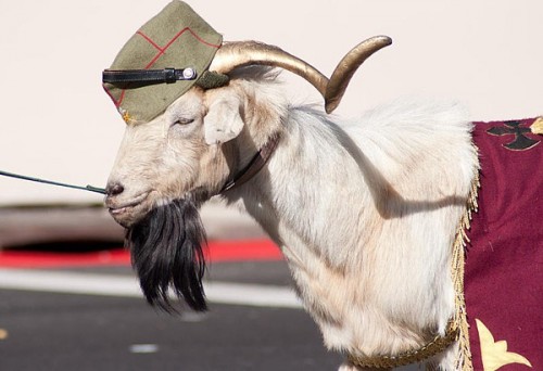 cabra legionaria.jpg