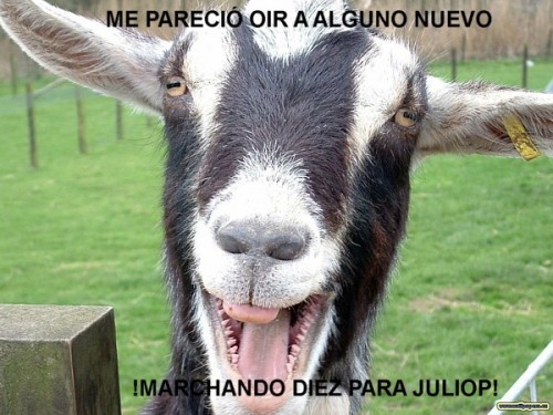 z-cabra-feliz-1.jpg