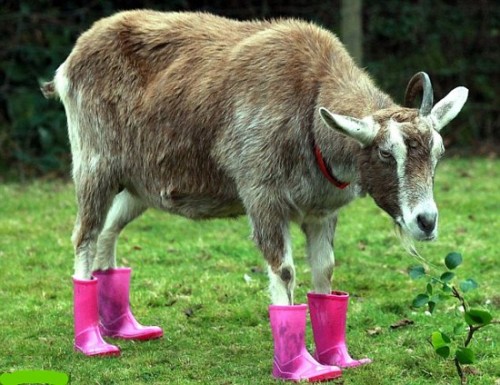 cabra lluvia.jpg