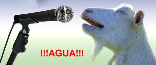 cabra agua.jpg