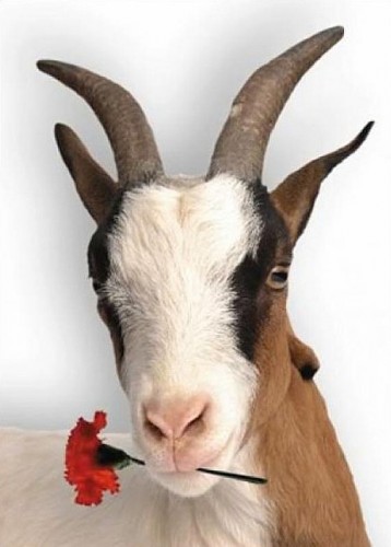 cabra flor.jpg