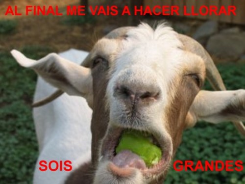 cabra llora.jpg