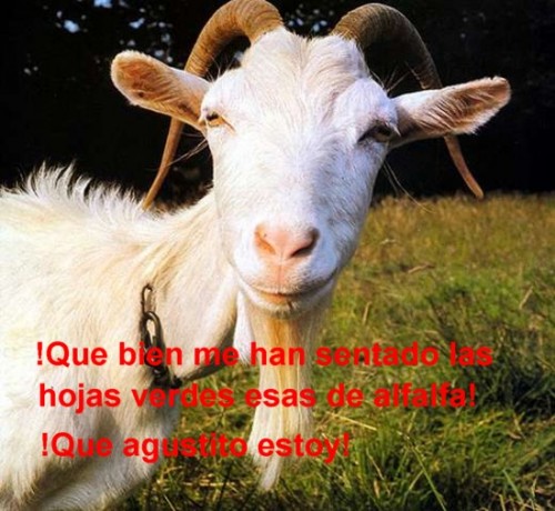 cabra alfalfa.jpg