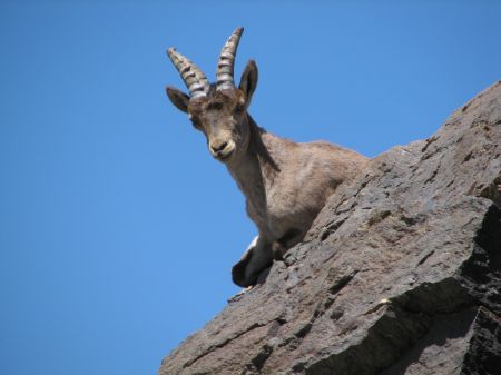 Cabra-arriba.jpg