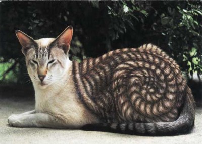 artcat2.jpg