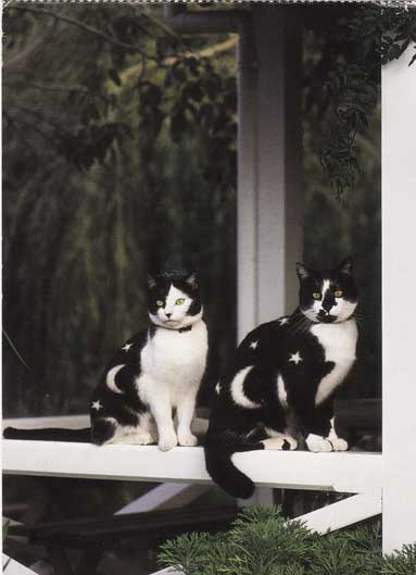 artcat3.jpg