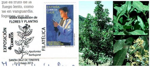 Sta. Cruz Tenerife. Expo Filatélica. Apollonias barbujana.jpg