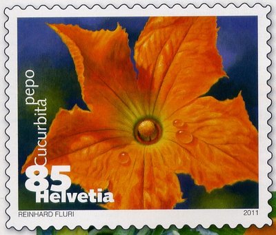 Cucurbita