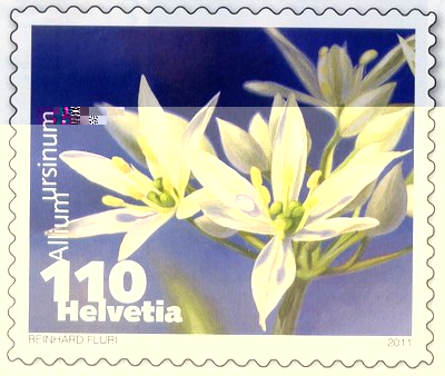 Allium