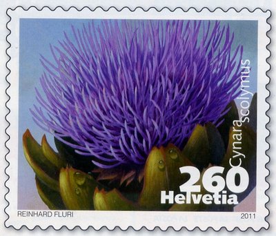 Cynara
