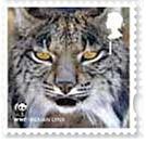 LINCE IBERICO.JPG