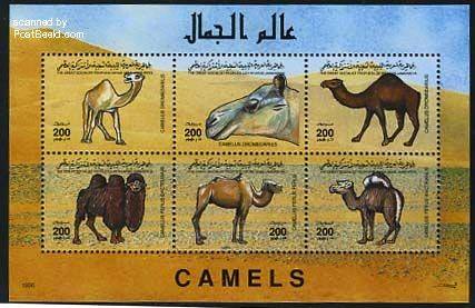 camellos de libya.jpg