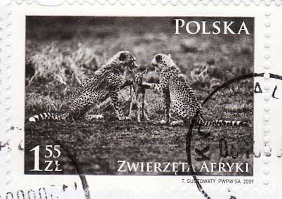 polonia2.jpg