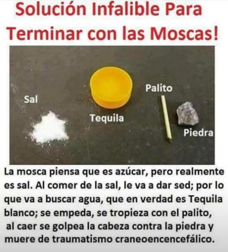 moscas1.png