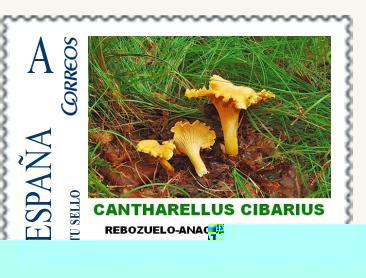 S007 - CANTHARELLUS CIBARIUS.jpg