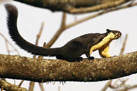 RATUFA.jpg