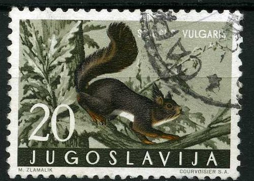 Red-Squirrel-Sciurus-vulgaris.jpg